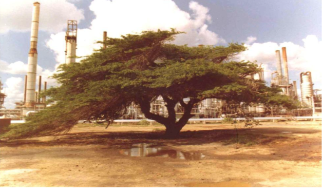 Mi tercer hijo: “El Cují de Diego”