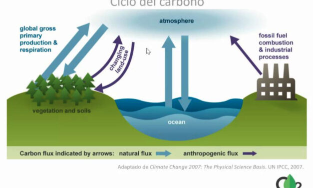 Gráfica del día | Ago 22, 2022 | Ciclo del Carbono