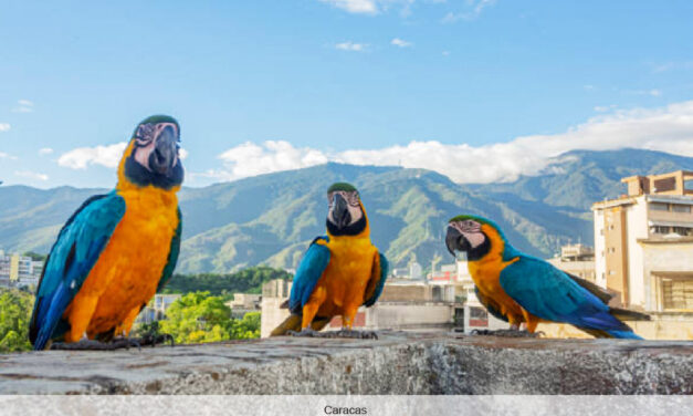 Venezuela vuelve a ser tan atractiva como el mítico “El Dorado”