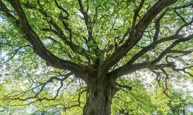 El futuro de los bosques