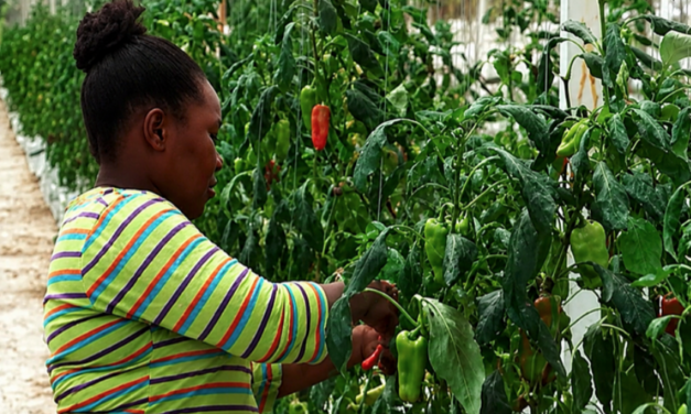 La iniciativa «Green Farms» de Guyana