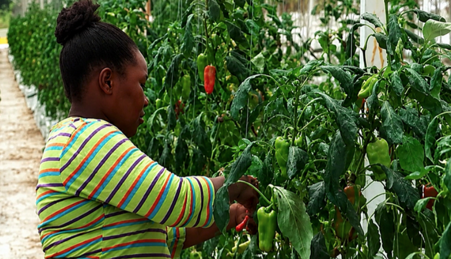 La iniciativa «Green Farms» de Guyana